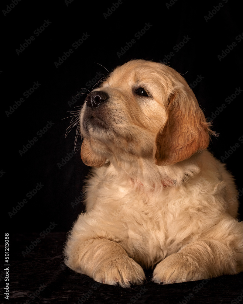 Cute small golden retriever puppy on the black background. Animal studio portrait.