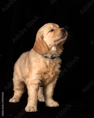 Cute small golden retriever puppy on the black background. Animal studio portrait.