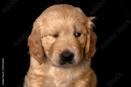 Obraz na płótnie Cute small golden retriever puppy on the black background. Animal studio portrait. w salonie