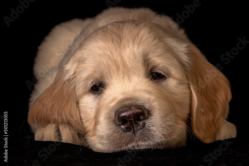 Obraz na płótnie Cute small golden retriever puppy on the black background. Animal studio portrait. w salonie