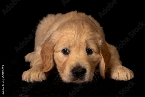 Obraz na płótnie Cute small golden retriever puppy on the black background. Animal studio portrait. w salonie