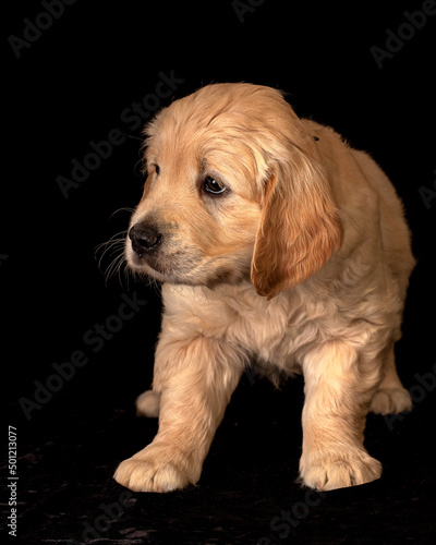Cute small golden retriever puppy on the black background. Animal studio portrait. © aurency