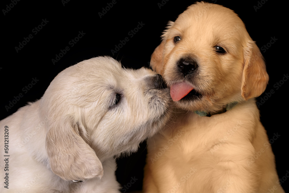 golden retriever puppy