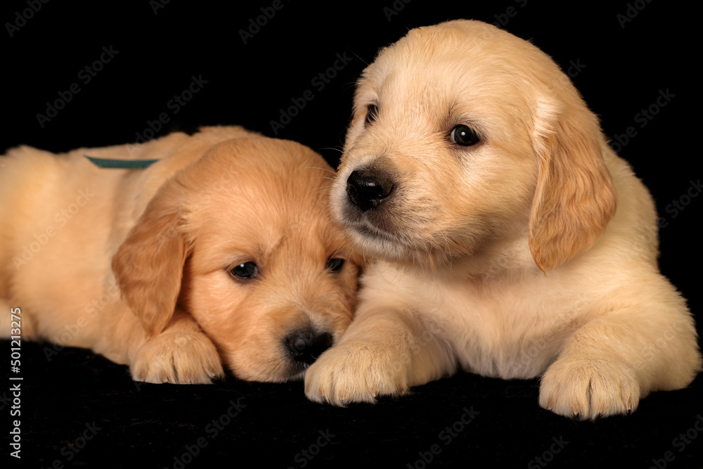 Two cute golden retriever puppies on the black background in studio.