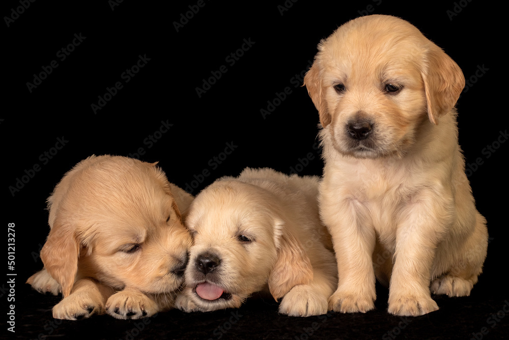 golden retriever puppies