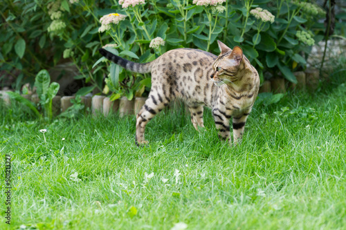 Bengal Katze im Garten