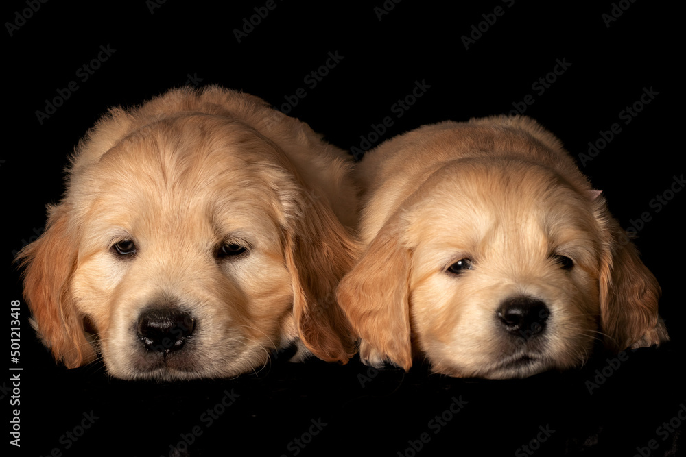Two golden retriever puppies squeezed together. Animal studio portrait on black background.