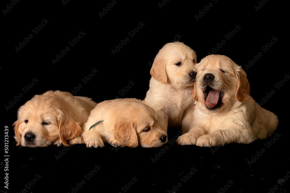 golden retriever puppies