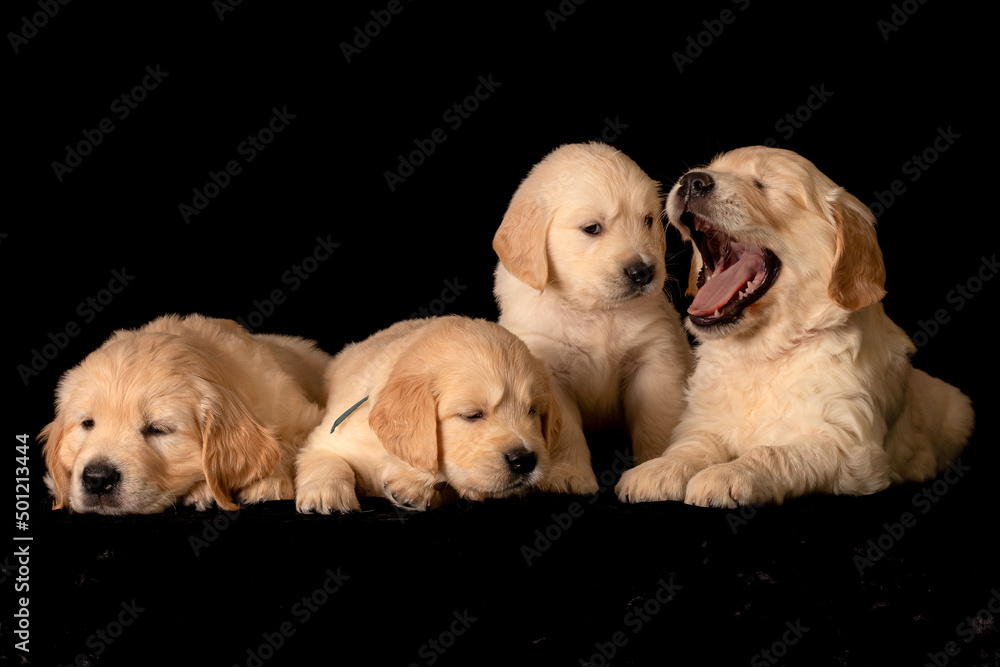 Many sleepy golden retriever puppies laying together, one is yawning.