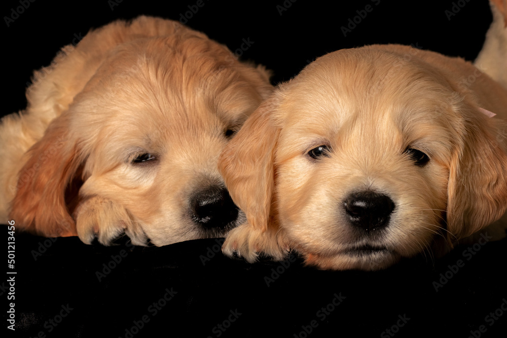 Two golden retriever puppies laying together close to each other. Animal studio portrait.