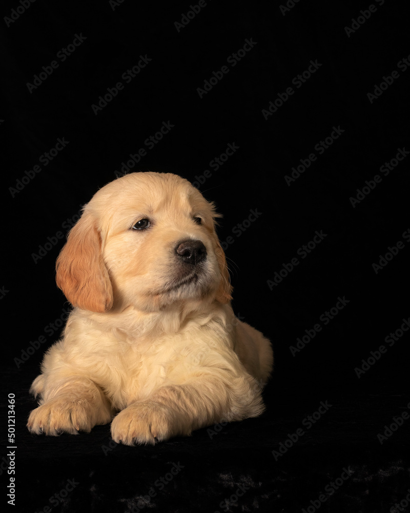 Proud small golden retriever pup in studio on black backround.