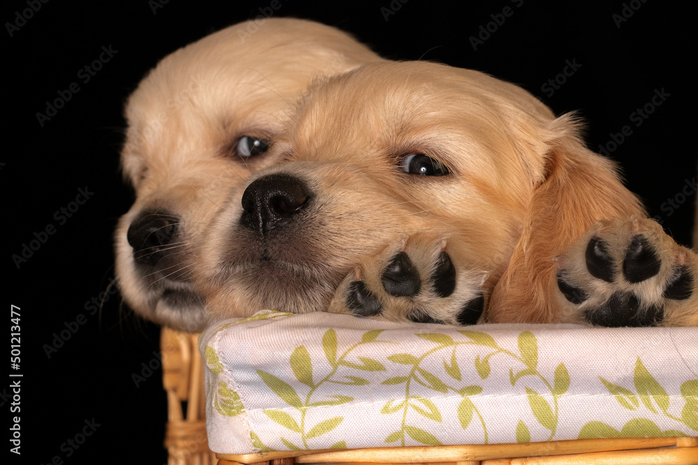 Two golden retriever puppies with small paws in the basket.