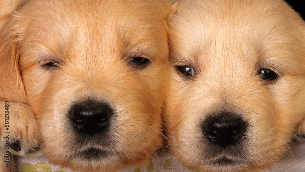 Two labrador golden retrievers close to each other, Animal face close up. Portrait.