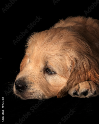 Obraz na płótnie Sleepy and calm golden retriever puppy on black background. w salonie