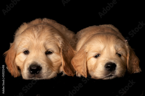 Obraz na płótnie Two golden retriever puppies squeezed together. Animal studio portrait on black background. w salonie