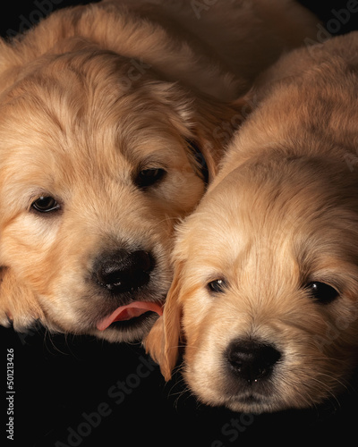 Obraz na płótnie Two golden retriever puppies laying together close to each other. Animal studio portrait. w salonie