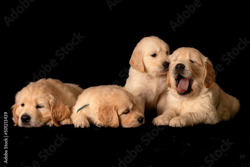 Obraz na płótnie golden retriever puppies w salonie
