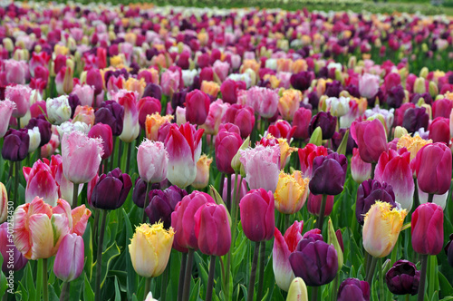 Field of multicolor tulips beauty