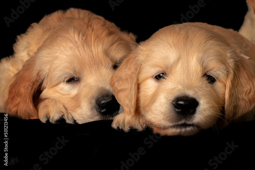 Obraz na płótnie Two golden retriever puppies laying together close to each other. Animal studio portrait. w salonie