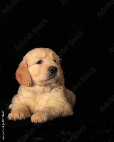 Obraz na płótnie Proud small golden retriever pup in studio on black backround. w salonie