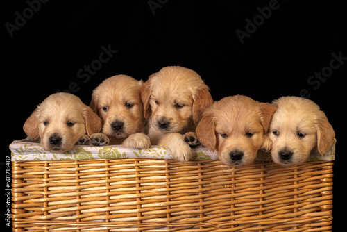 Golden labrador retriever puppies in the laundry basket sticking their heads out.