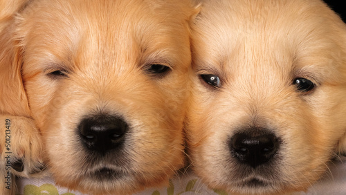 Obraz na płótnie Two labrador golden retrievers close to each other, Animal face close up. Portrait. w salonie