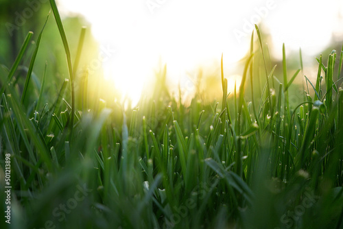 Green grass in the park. Trees in the background. Bright sunny day. Solar lights up.