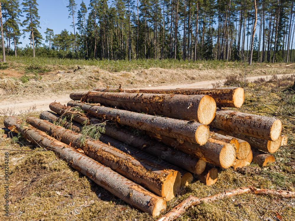 Stack of wooden logs in forest. Sunny spring day.