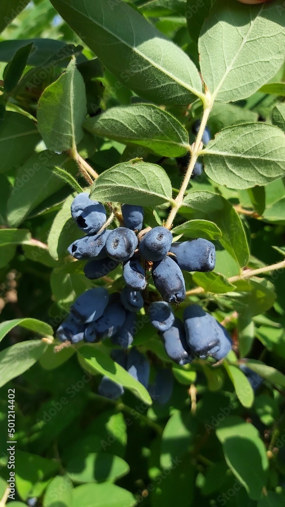 Haskap lonicera kamtschatica jagoda kamczacka Haskap lonicera kamtschatica jagoda kamczacka