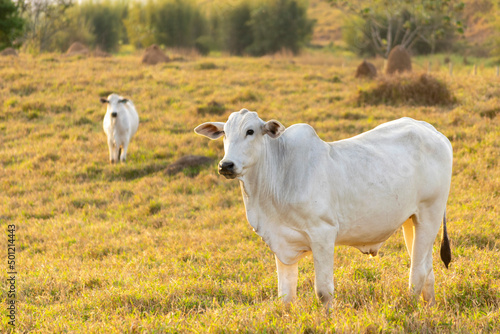 White Nelore cattle in pasture