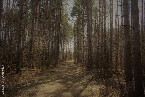 Rustic Forest