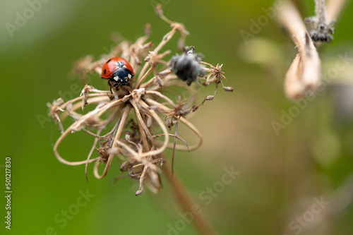 Coccinella septempunctata - Seven-spot Ladybird - Coccinelle à 7 points © Thomas