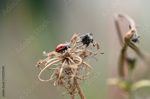 Coccinella septempunctata - Seven-spot Ladybird - Coccinelle à 7 points photo