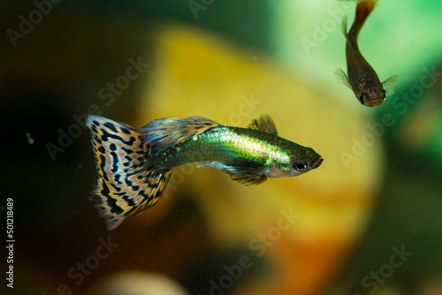 GUPPY-a multicolor mail Guppy with black and yellows dots tale, in a freshwater aquarium 