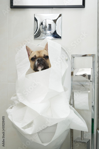 French bulldog breed dog sits on the toilet in the toilet room wrapped in toilet paper and calmly looks directly into the camera. 
