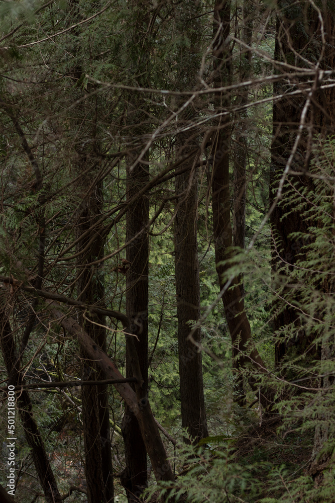 Fototapeta premium Bosque 1