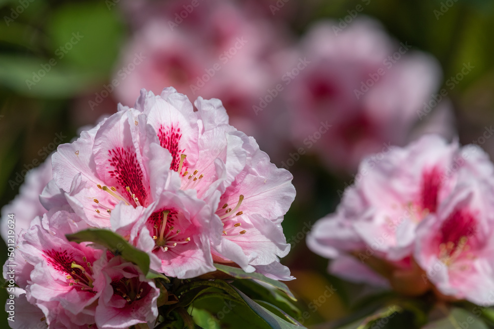 Close up of pink Rhododendron flowers in bloom Close up of pink Rhododendron flowers in bloom