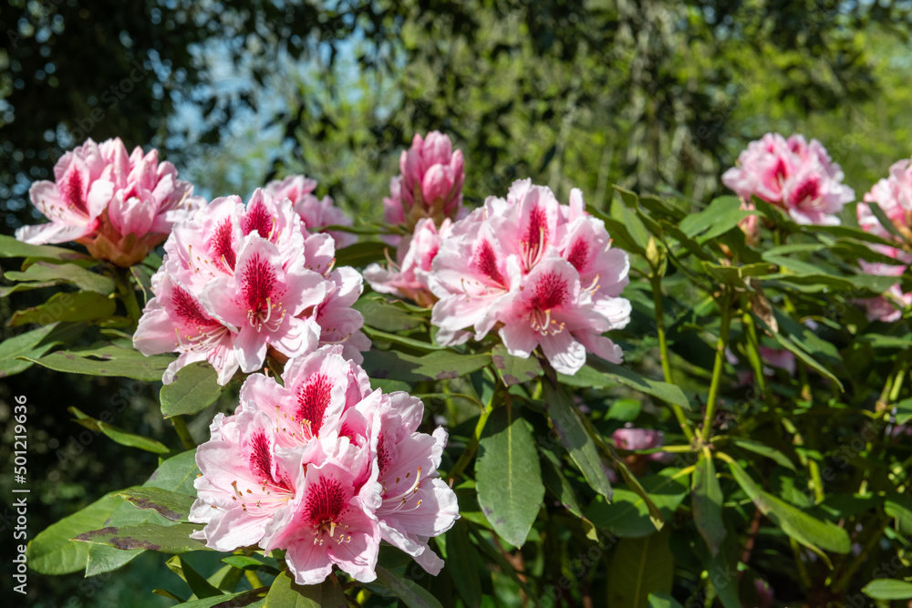 Close up of pink Rhododendron flowers in bloom