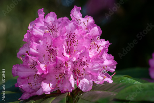 Close up of pink Rhododendron flowers in bloom