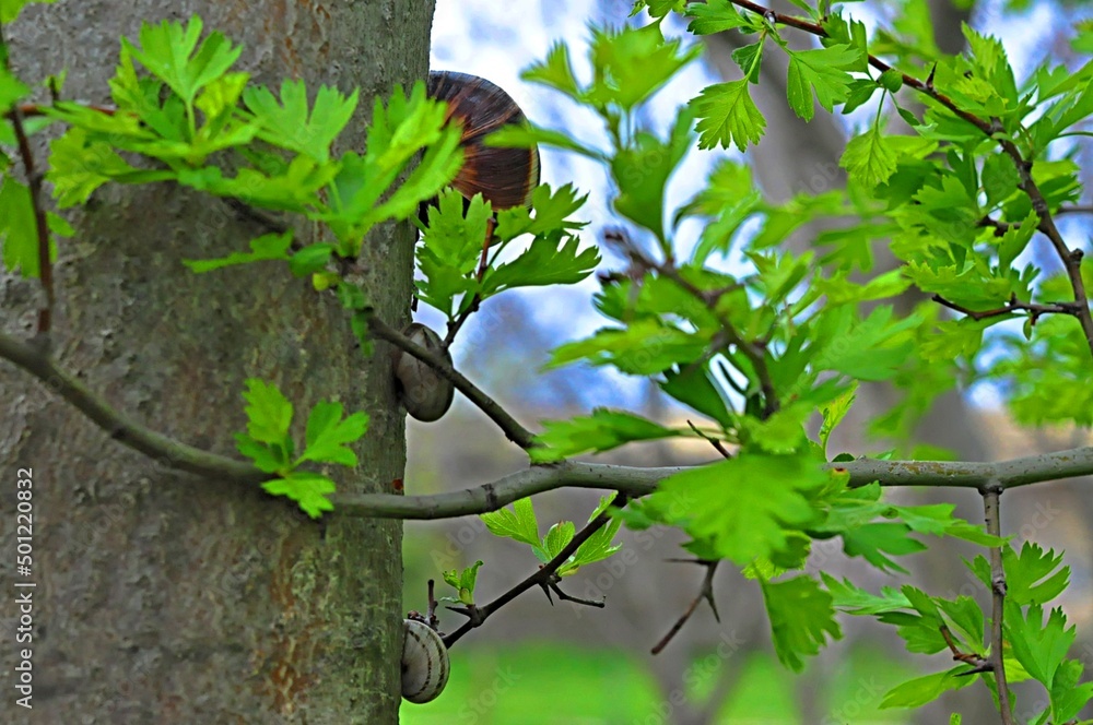 Obraz premium Snails on the tree hid in the first spring leaves. Selective focus