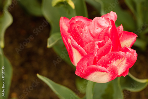 weiß pinke Tulpen Keukenhof