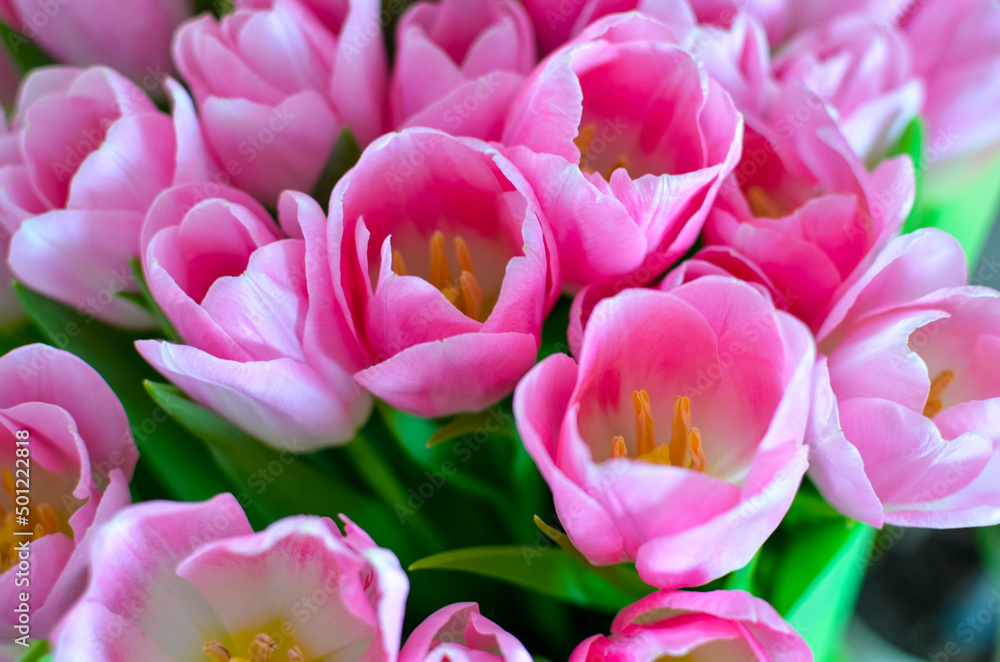 Tulips flowers bouquet with pink tulips in green paper Tulips flowers bouquet with pink tulips in green paper