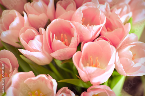 Tulips flowers bouquet with pink tulips in green paper