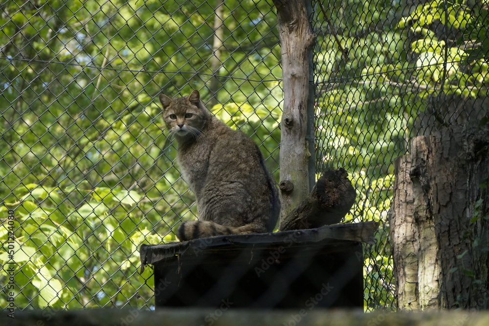 Obraz premium Europäische Wildkatze