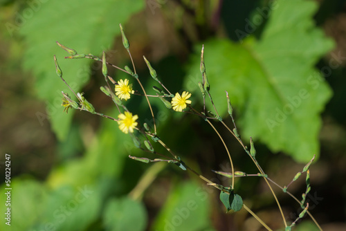 The prickly lettuce (lat. Lactuca serriola), of the family Asteraceae. Central Russia.