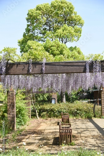 Fototapeta Naklejka Na Ścianę i Meble -  A view of the wisteria trellis in a Japanese park in the spring season.