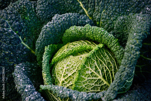 Fresh harvested savoy cabbage in organic farming in Sweden in autumn. photo