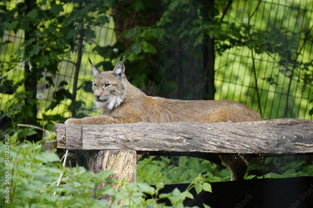 Luchs