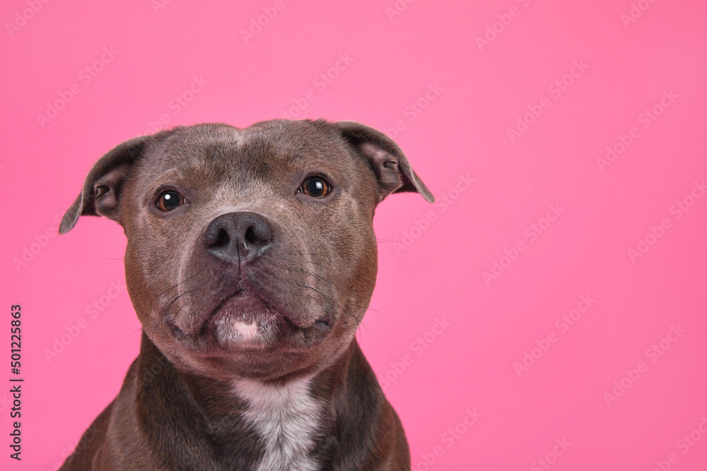 Portrait of a cute English Stafford Terrier looking at the camera on a pink background