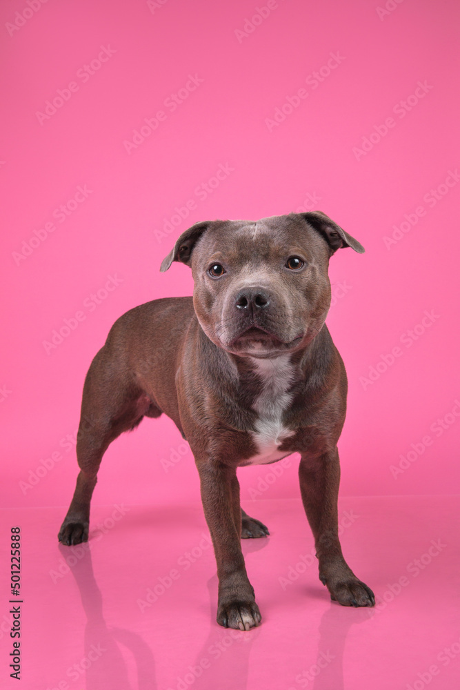 Portrait of a cute English Stafford Terrier looking at the camera on a pink background Portrait of a cute English Stafford Terrier looking at the camera on a pink background